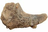Partial Dinosaur (Triceratops) Rib Head - North Dakota #237653-1